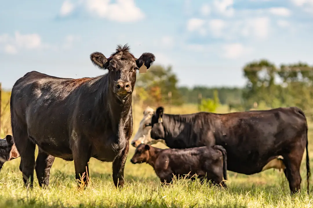Drei Rinder auf einem Grasfeld