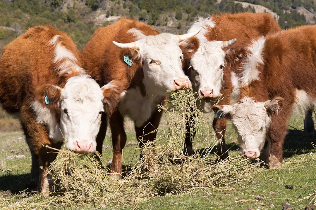 Rinder am Gras futtern