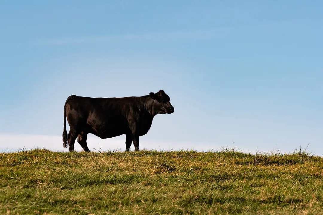 Ein Ochse auf dem Grasfeld