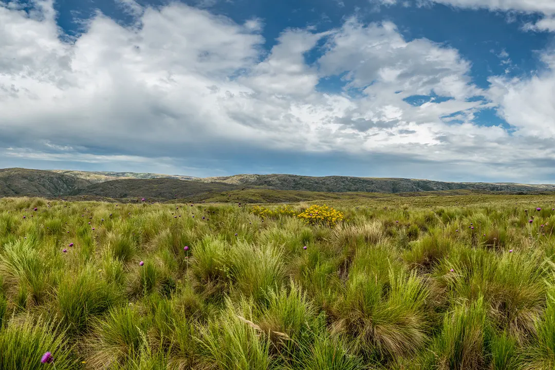 Landschaft La Pampa